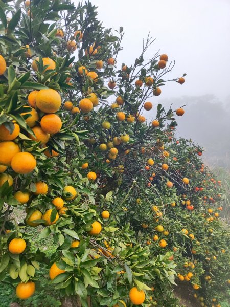 九讚頭車站-大崎棟.茶亭.逃學.騎龍古道20幾K繞大O2972519