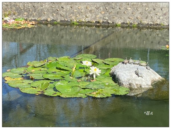 台中公園基石 (砲台山三角原點)2992170