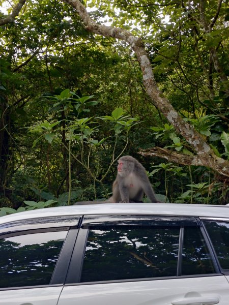 朝聖抹茶山2949471