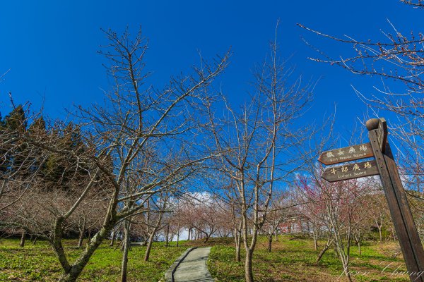 福壽山千櫻園櫻花季初開2717429