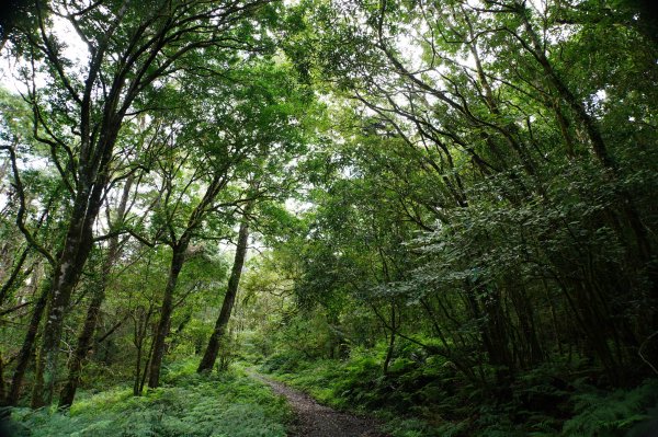 宜蘭 大同 加羅山2890257