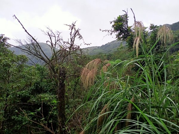 【宜蘭－臺灣百大必訪步道】聖母登山步道1148061