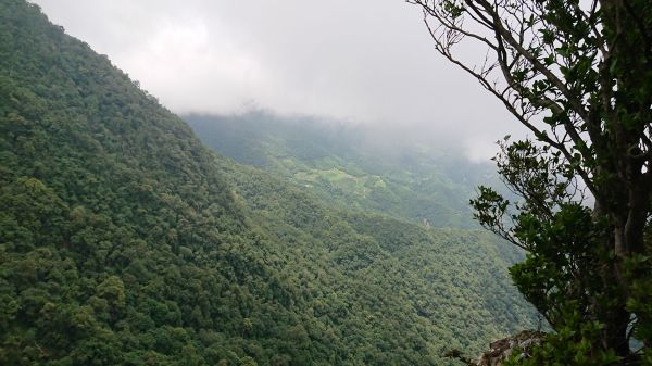 北德拉曼巨木步道410476