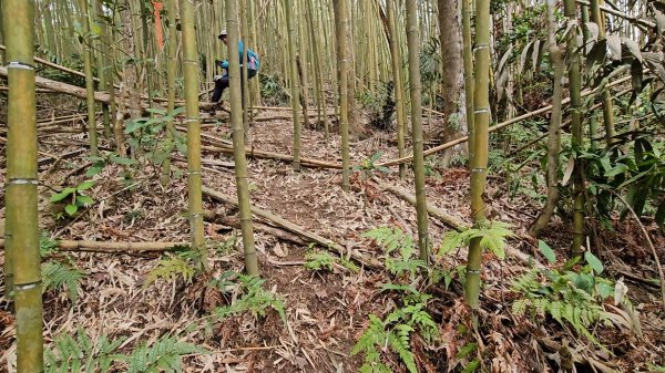 馬武督山西南峰+馬武督山O型走3012849