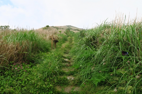 大屯山連峰步道連走二子坪43937