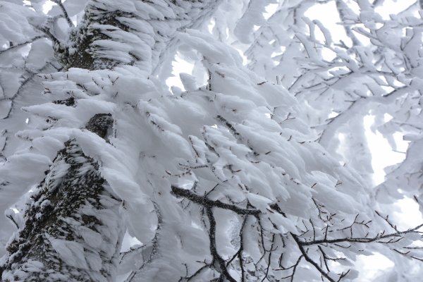  2021 D0101 純色北插1225508