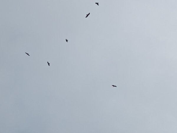 20251108桃源谷到草嶺古道大里天公廟2931454