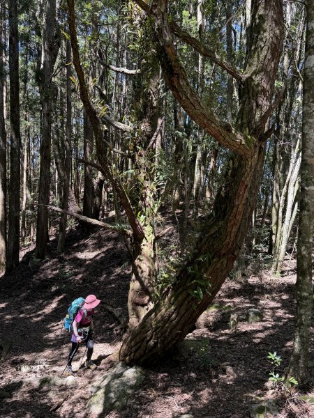 馬崙山 202509062889336