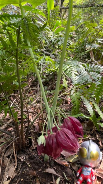 大屯西南稜-上大屯尋找八角蓮採野🥬-貴子坑連走六峰2756150