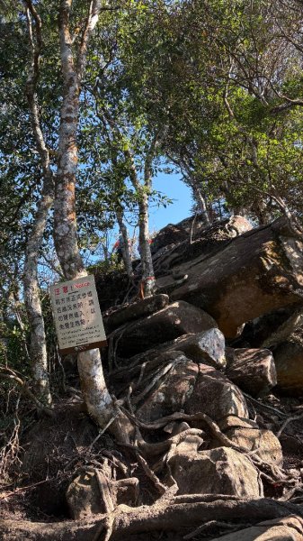 山毛櫸「最後一舞」2955246