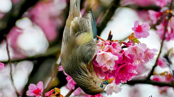 《青玉案・樂活櫻雲照水》2709194