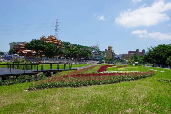 【新聞】夏季限定 北投關渡碼頭花海活力綻放