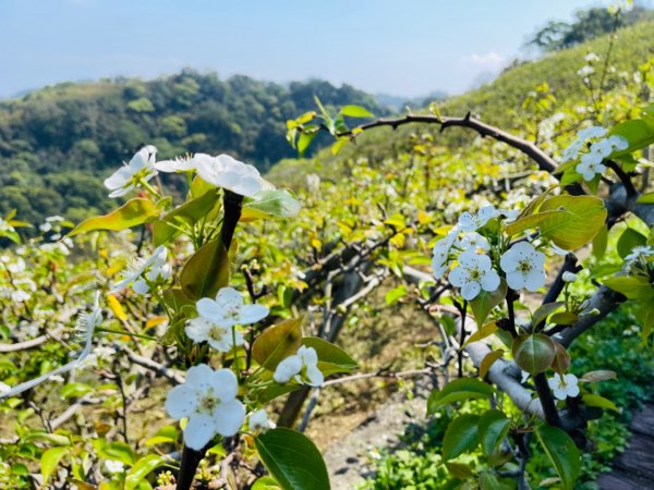 1110213鳳凰山.觀音山步道0302梨花開1625774