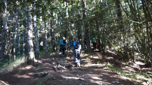 池有山單攻登山健行趣(百岳52)1515190