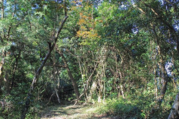 復興枕頭山古砲台步道O型279187