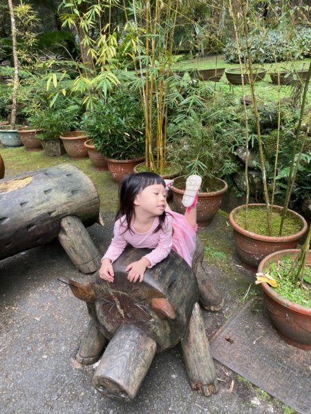 20191109貓仔們之溪頭森林步道探索757202