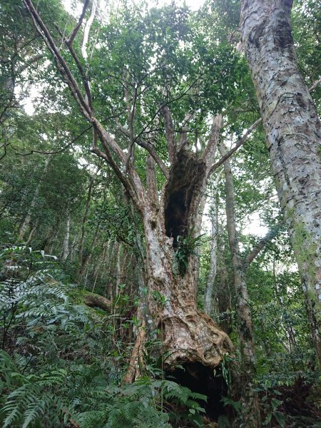 水田林道上貴妃山-鞍部石猴-那結山O型走1307500