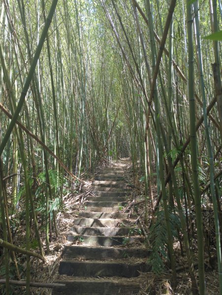 2025.10.18－微笑山線：【天上山系】望月亭桐花段2919562