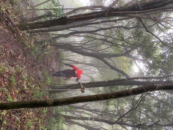 烏來大桶山登山步道1346311