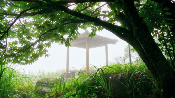 台灣藍鵲3074012