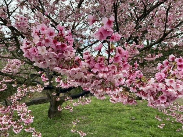 山仔頂步道2708424
