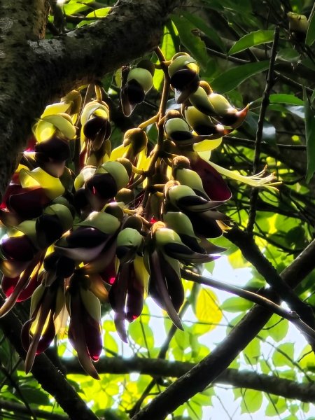 台中大坑頭嵙山（大冠鷲／木蜂／五色鳥／血藤花／鳳凰花）2756697