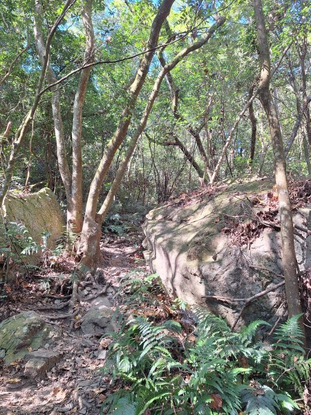 德文山(觀望山)202601052978643