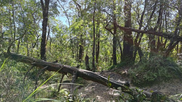 棲松縱走未竟2918312