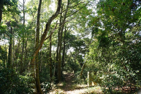 苗栗 卓蘭 大克山2967896