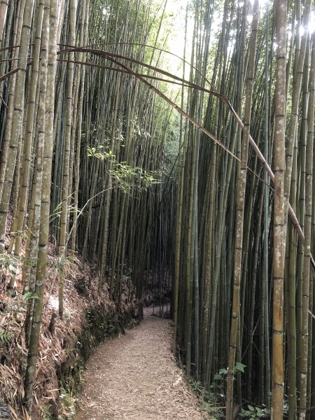走入清晨19度c的上帝部落>>司馬庫斯(巨木群步道)1767385