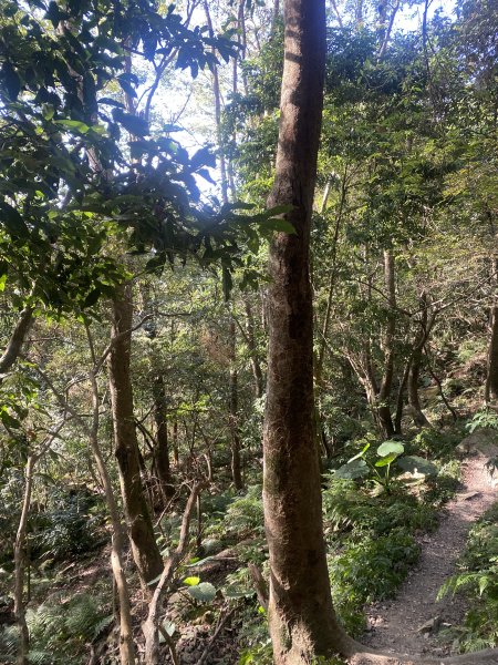 1111120泰安鄉鳥嘴山2672979