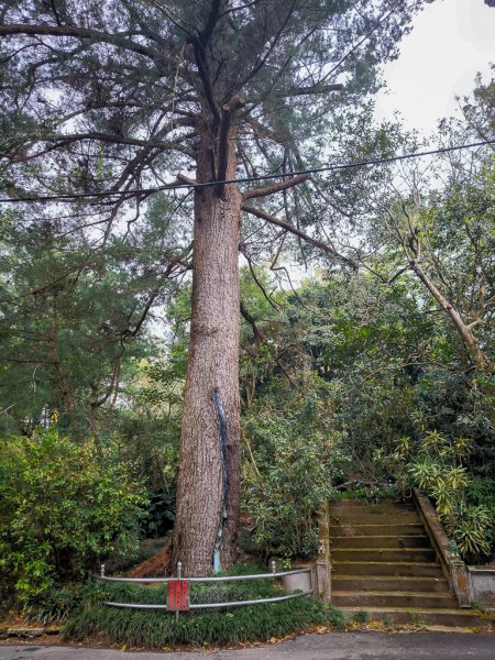 2025-03-08 汶水三山：金童山、汶水山、玉女山 連走2736589