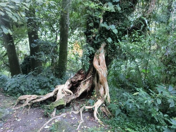 溪頭銀杏神木彩虹橋459540