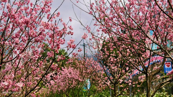 2/20 #天元宮 #墨染櫻(香水櫻)  #楓樹湖 #木蘭花(辛夷)2716235