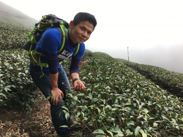 雲霧茶竹杉櫻-菜色澎湃的頂石棹仙境春遊106795