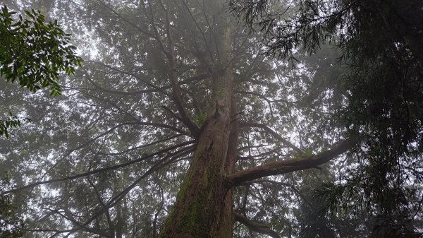 檜山巨木群2918002