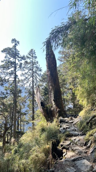 東埔-排雲-玉山西峰-玉山主峰2753139
