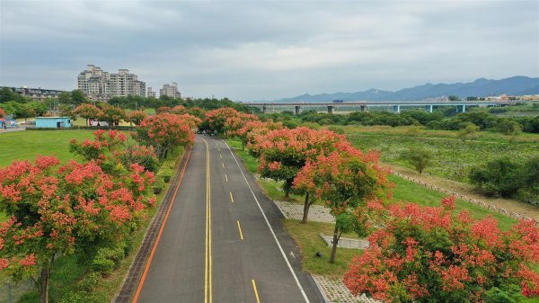 【新聞】秋季限定 大漢溪兩岸賞台灣欒樹粉紅步道