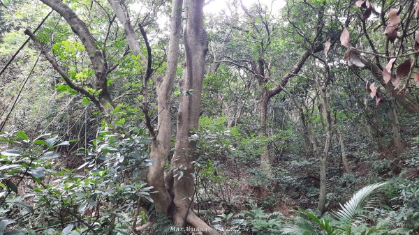 《新竹》城市微旅｜十八尖山+香山濕地賞蟹步道202511012928406