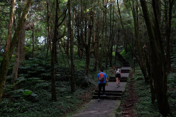桃園復興區  東卡O縱2823798