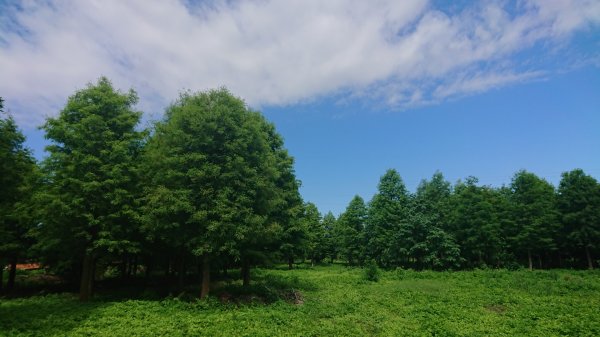 茶香步道～田中森林公園980887