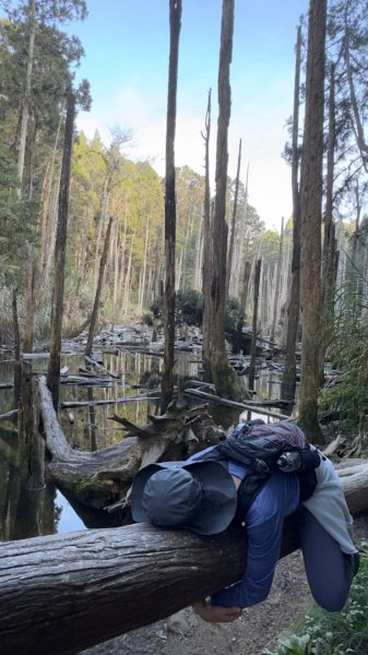 留龍頭-嶺頭山-金柑樹山-忘憂森林（2025必去）2720357