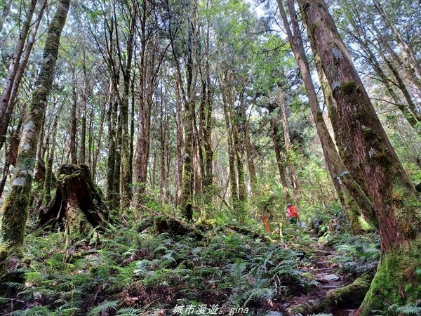 【宜蘭。大同】  三個女生的森林漫遊。  小百岳集起來。 編號85小百岳~三星山登山步道1664982