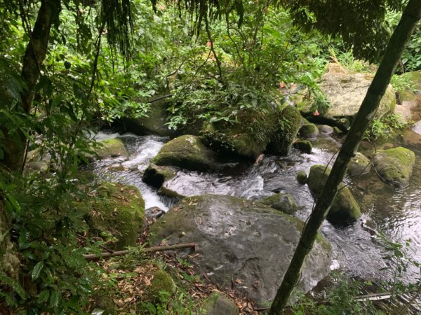 阿里山迷糊步道1028980