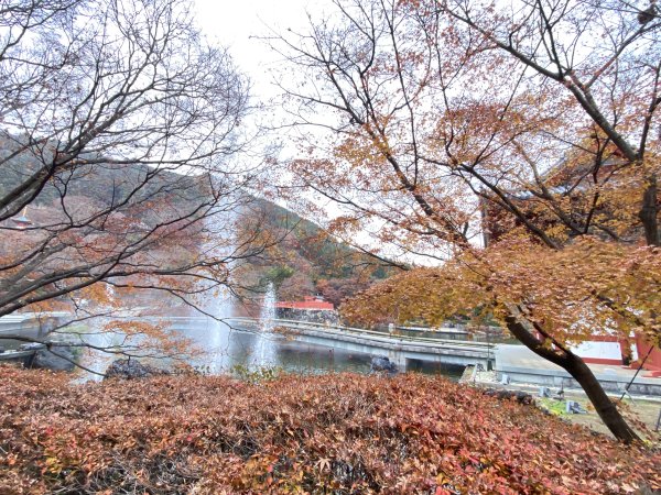 楓之絆----京都大阪賞楓2967318