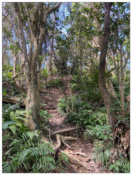 炮子林山、樟山、恆光橋崙 (政大三小山)2715726