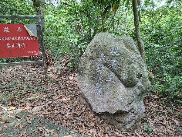 《彰化》相思花海｜桃源里及龍鳳谷森林步道O型202605033046259