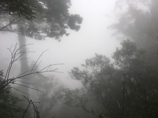 觀霧檜山巨木森林步道171703
