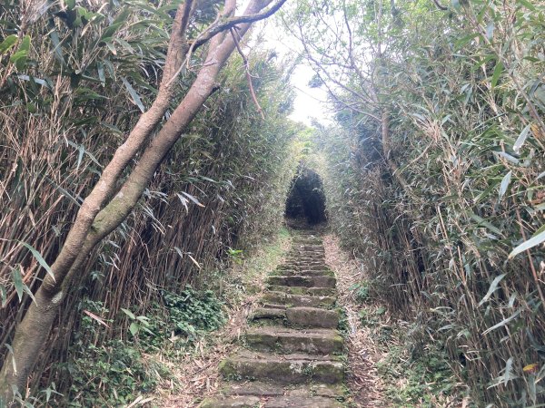 大屯山登山步道2472573