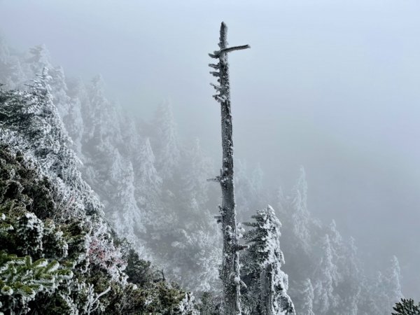 絕美銀白世界 玉山降下今年冬天「初雪」1236014